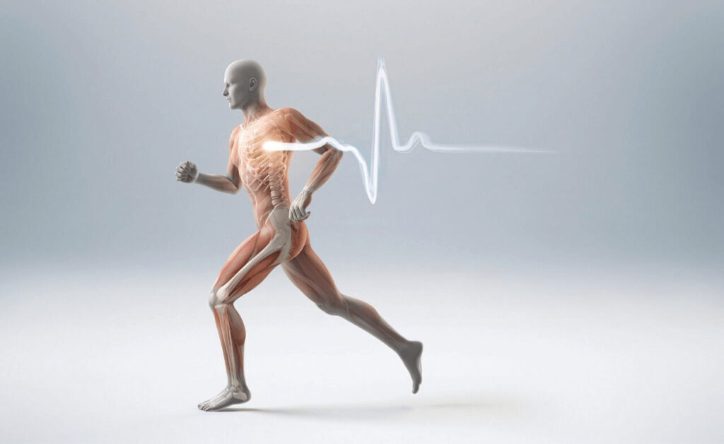 healthy heart with enhanced blood circulation from infrared therapy